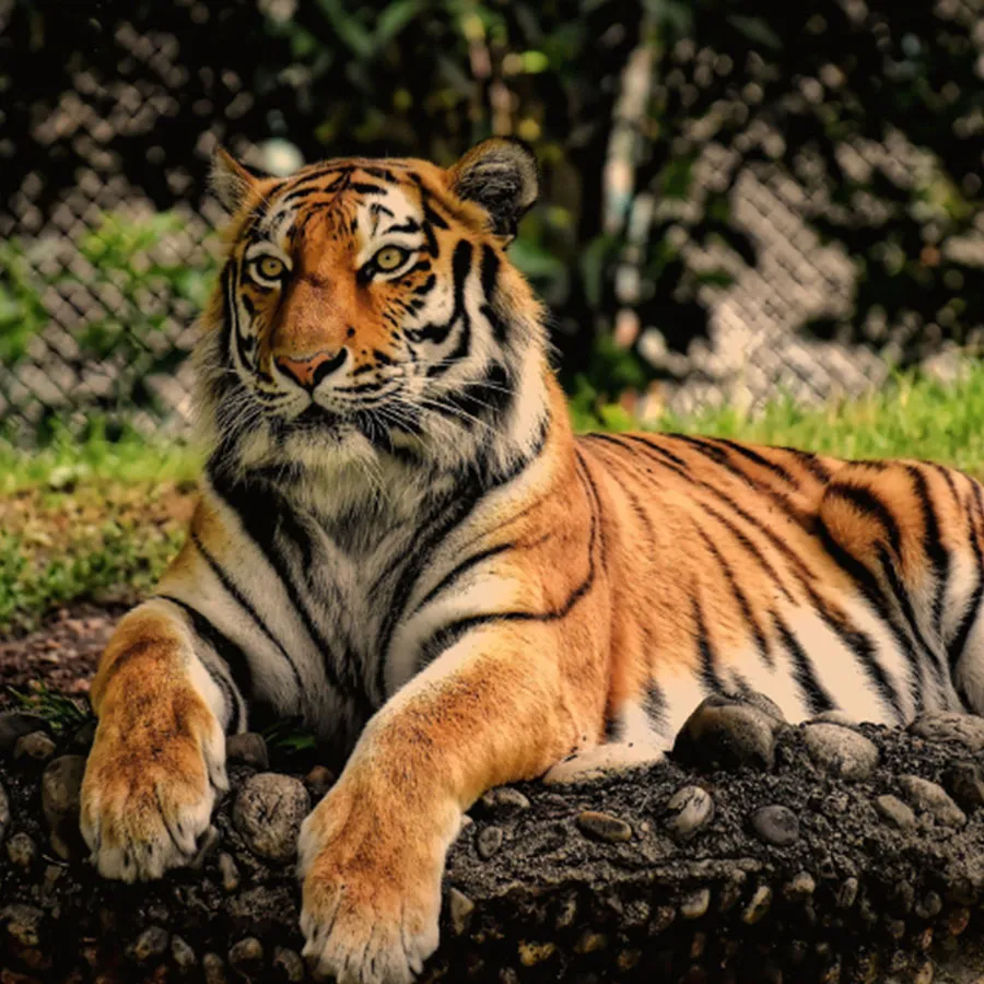 Bengal tiger resting in Jim Corbett National Park
