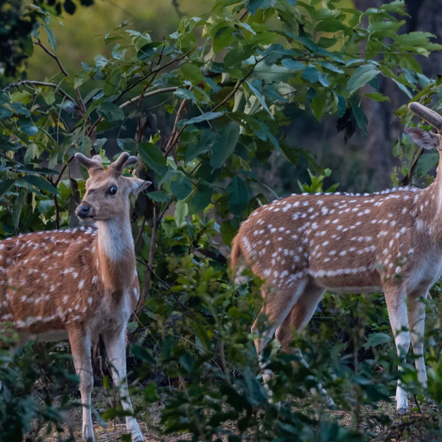 Spotted deer (chital) grazing in Jim Corbett National Park