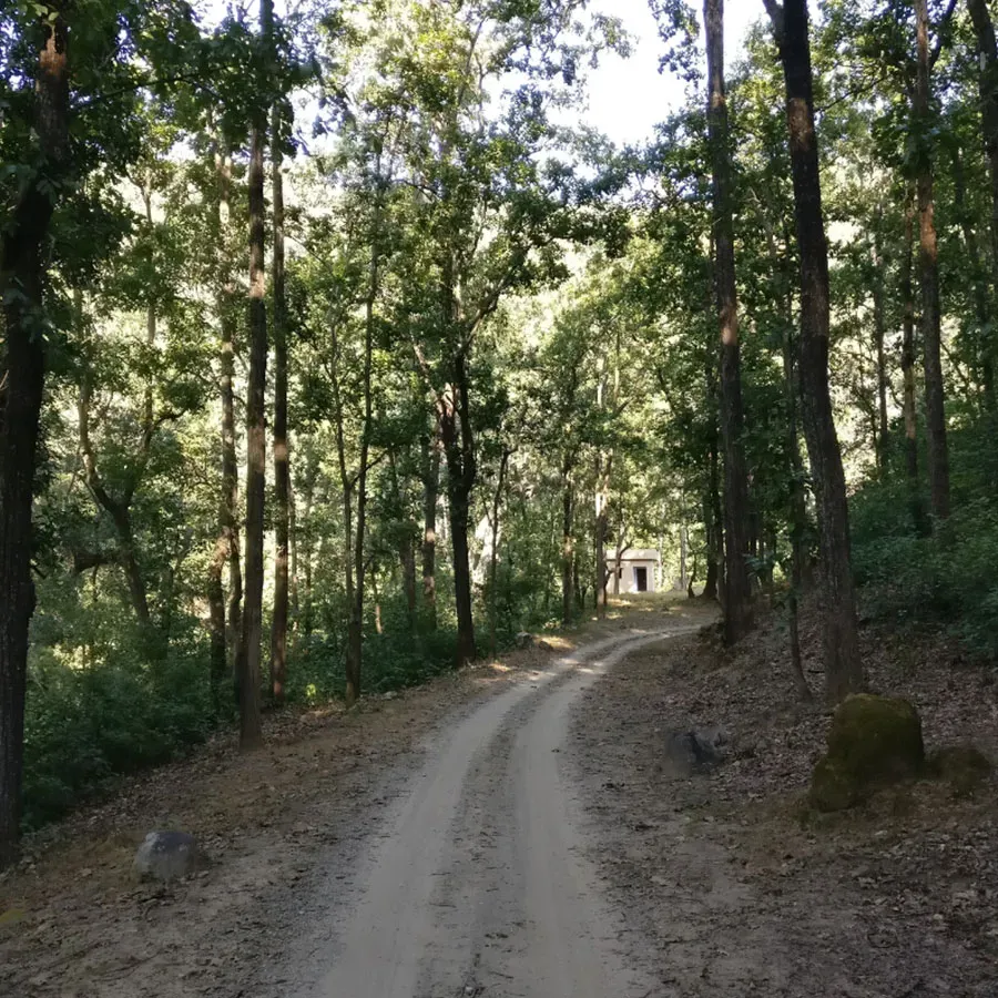 Forest dirt road winding toward a small rest house