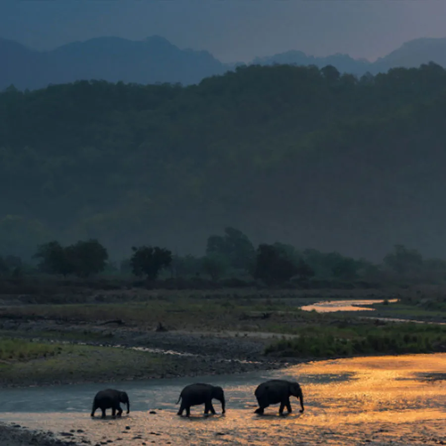 Elephants crossing a river at dusk in Jim Corbett