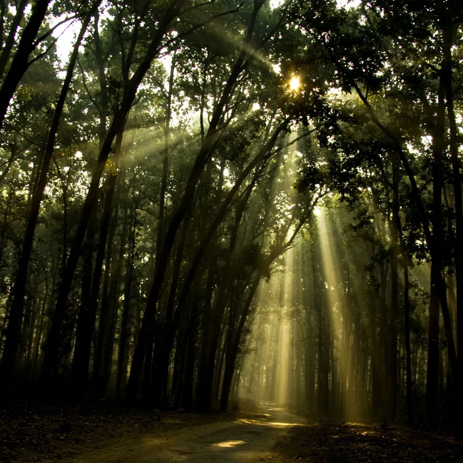 Sunlit forest road in Jim Corbett National Park