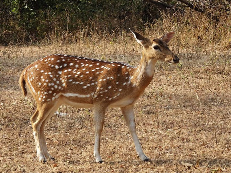 Chital