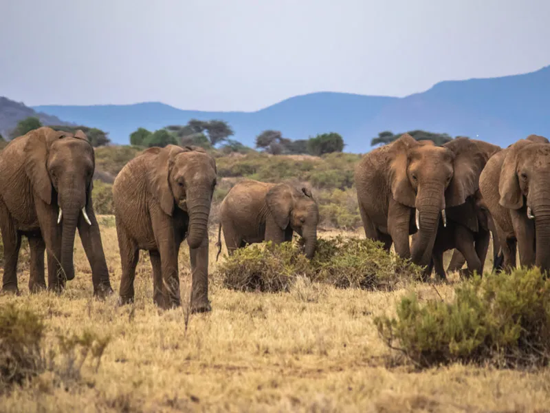 Elephant