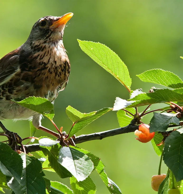 Bird perched on a branch near Manovan Resort