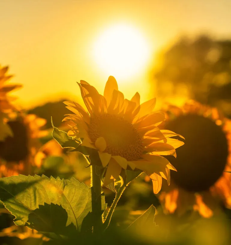 Sunrise over the fields near Manovan Resort