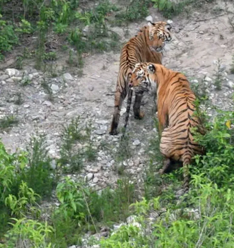 Tigers resting near Sitabani Conservation Reserve