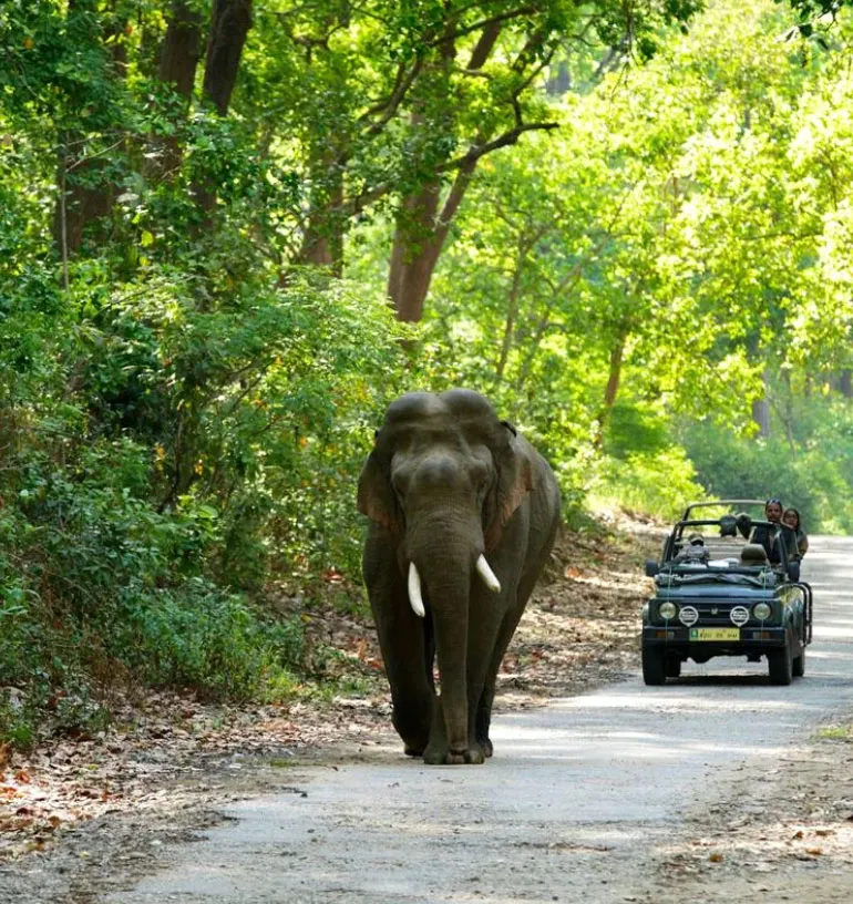 Elephant walking beside a safari jeep in Jim Corbett National Park