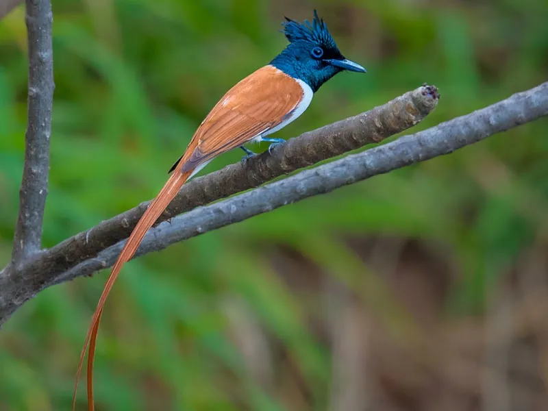 Asian Paradise Flycatcher