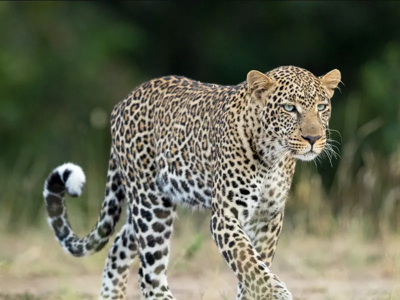 Leopard
