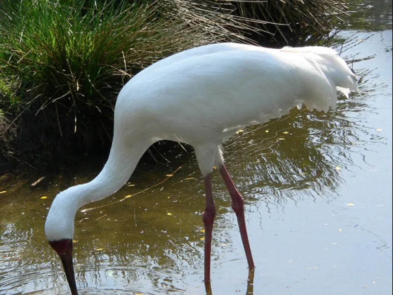 Siberian Crane